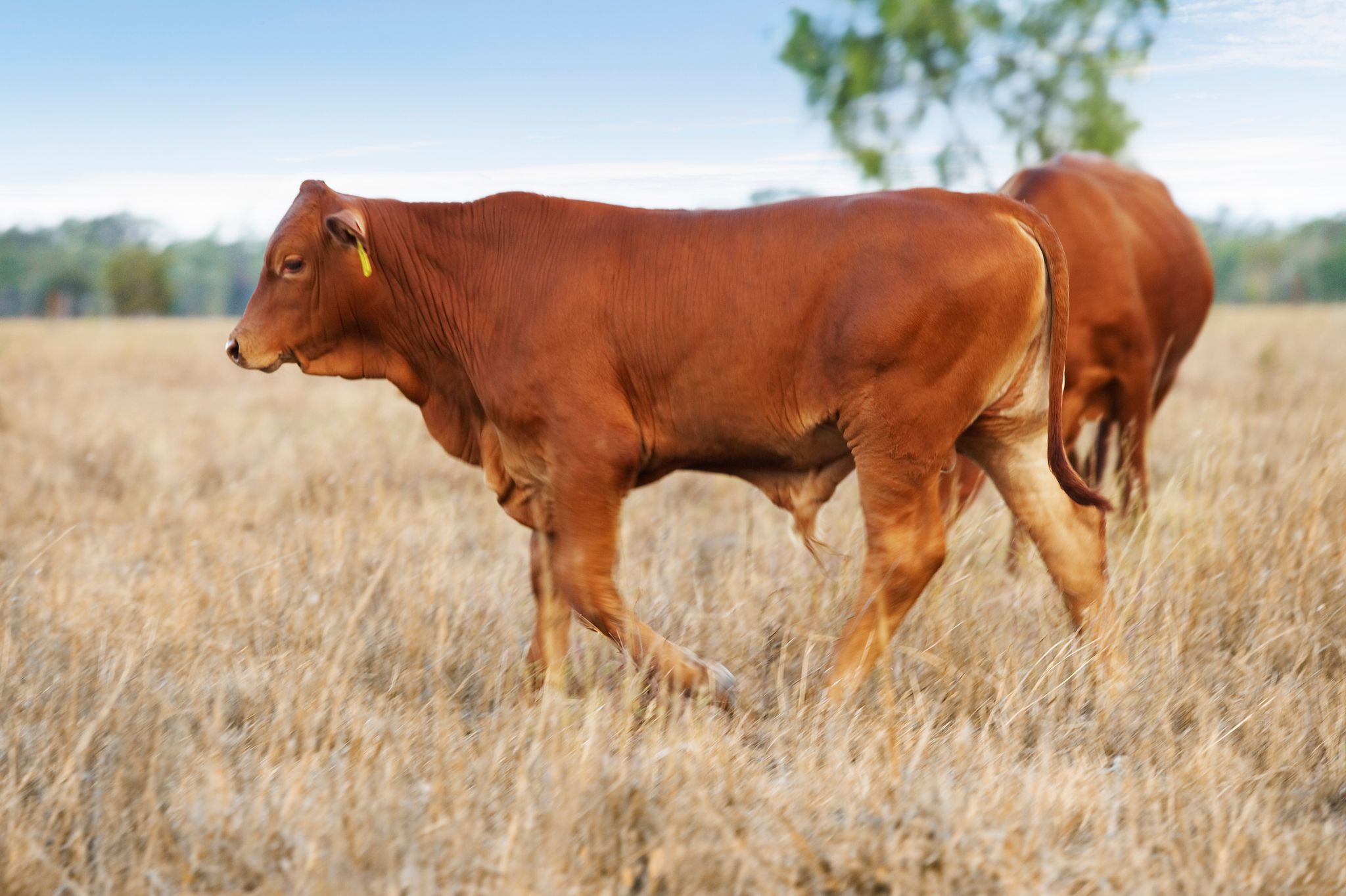 Livestock Nutrition Rumevite Livestock Nutrition Rumevite